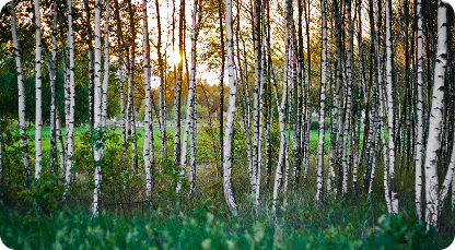Birch trees in a green forest with sunlight shining through the trunks.